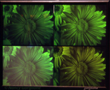 gerbera Daisies multicolor reflection hologram by Nancy Gorglione all rights reserved